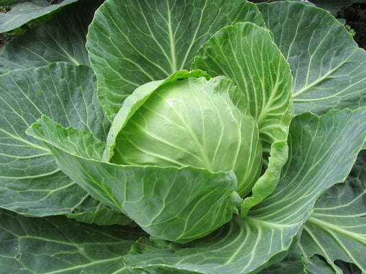 Sampoorna Ahara's Cabbage Curry