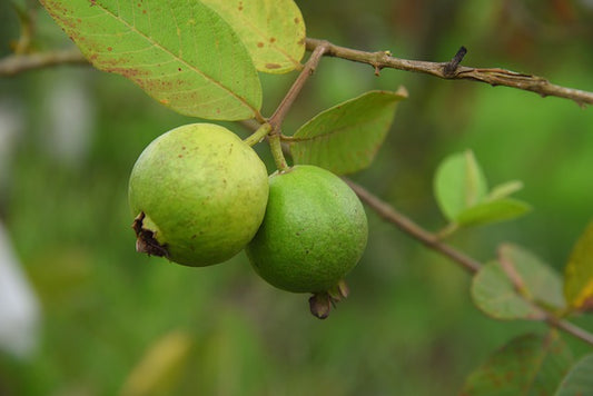 Guava Rasam Recipe