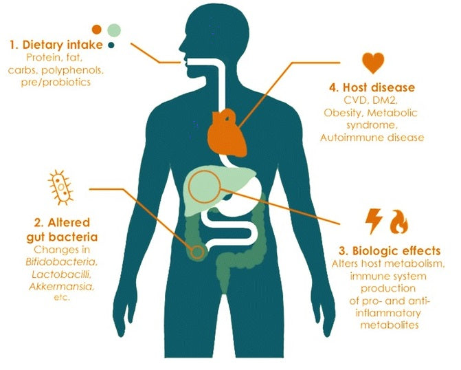 Whole Food Plant-based Diet and Good Microbes In The Gut